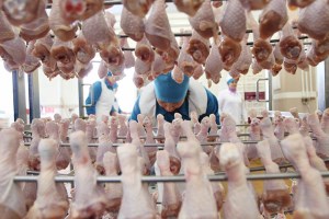 Производство курятины в Украине вырастет